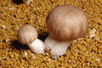 agaricus_img01.jpg