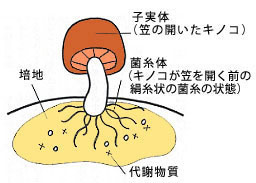 agaricus_img02.jpg
