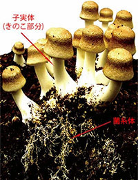 himematutake_img06.jpg