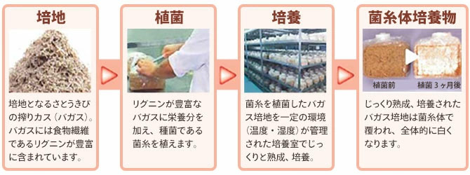 okinawa_agaricus05.jpg