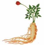 高麗人参
