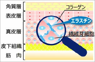 エラスチン