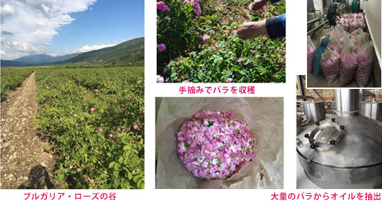 ローザ ブルガスカ（ダマスクローズ）