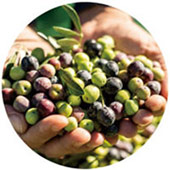 オリーブオイル