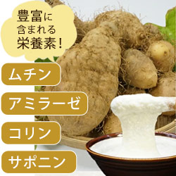 クーガイモ（琉球ヤム）