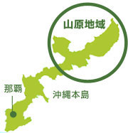 沖縄県、山原(やんばる)のシークワーサー