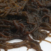 fucoidan_img01.jpg
