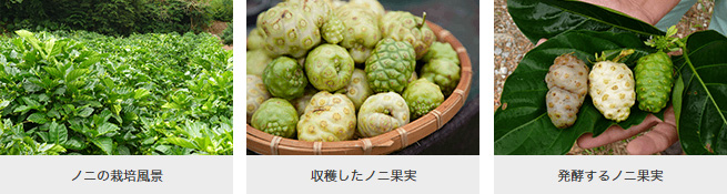 沖縄ノニ