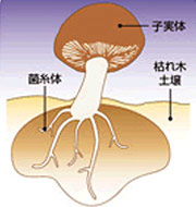 霊芝