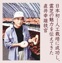 直井霊芝GY株