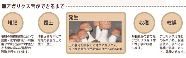 ukon_agaricus04.jpg